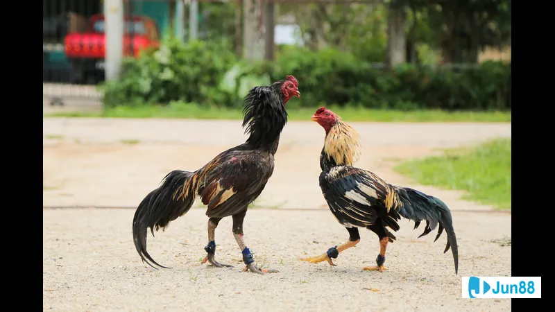 Kỹ năng cần thiết trở thành nài gà