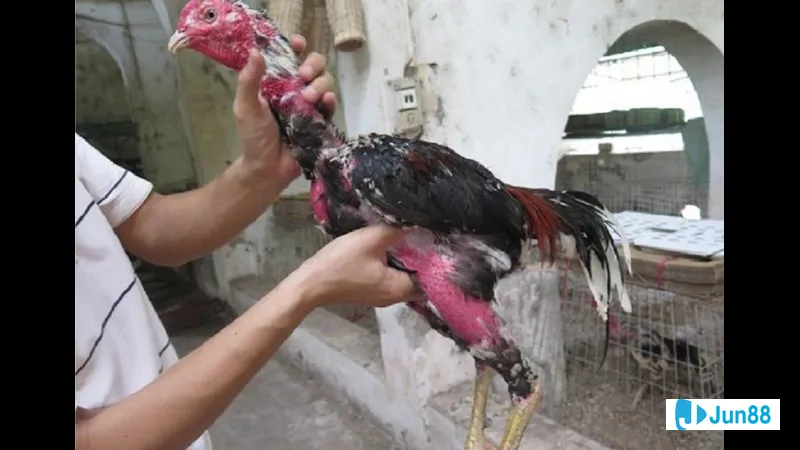 Gà nghỉ ngơi giảm căng thẳng