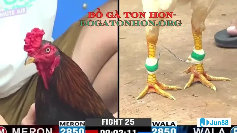 Bồ gà Tonhon cấp độ Trưởng bày lap