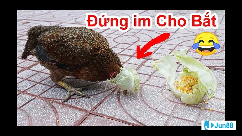 Bức ảnh hướng dẫn cách bắt gà đá Khoảnh khắc hướng dẫn cách bắt gà đá