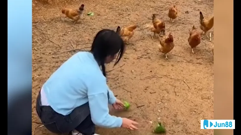 Gà kêu khi bị bắt Gà kêu khi bị bắt