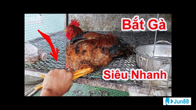 Bức ảnh hướng dẫn cách bắt gà đá Khoảnh khắc hướng dẫn cách bắt gà đá