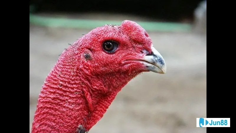 Điều kiện nuôi dưỡng cho cây cảnh