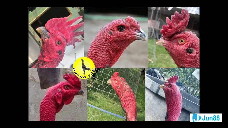 Mồng gà trên sân cỏ