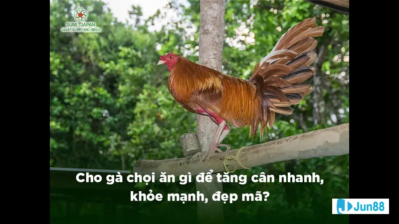 Bước 1: Xác định trạng cân và mục