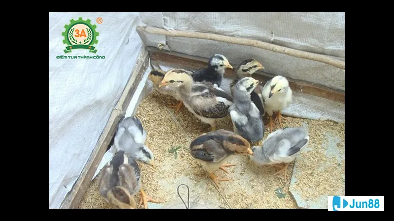 Gà chọi mới nở trên nền trấu