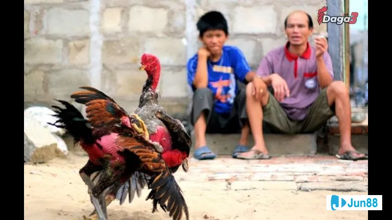 Nguyên lý di truyền trong phối màu lông