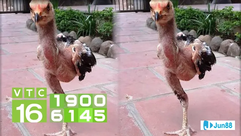 chữa gà chọi bị bại liệt