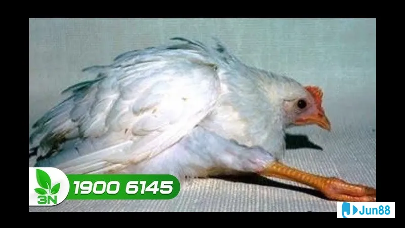 Dinh dưỡng cân đối Dinh dưỡng cân đối