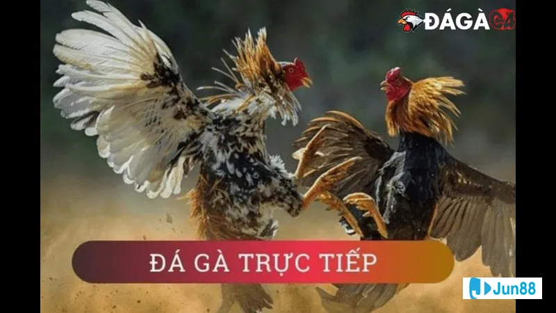 Minh họa cho Chọn kèo đá gà phù