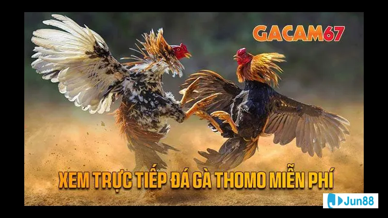 Đặc điểm nổi bật đá gà Thomo 67