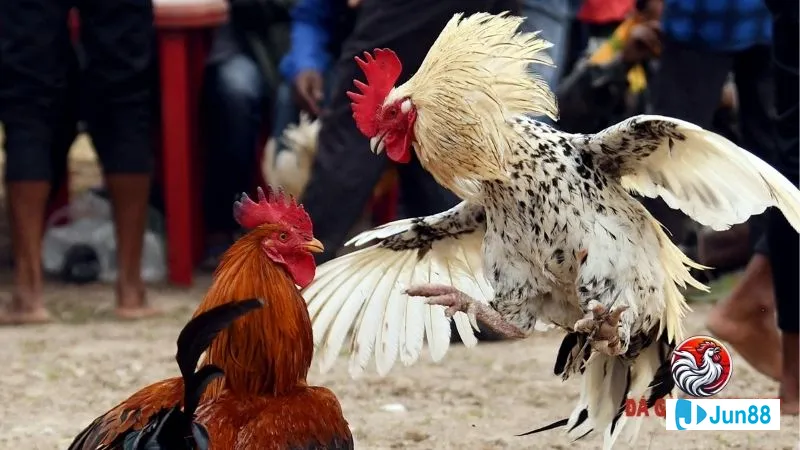 Khoảnh khắc ghi lại phong độ và đặc