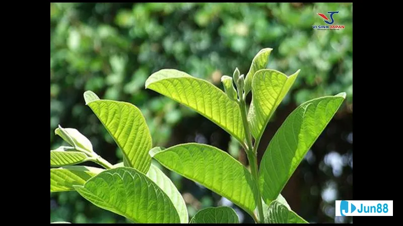 Gà đang nằm trên nền cỏ xanh Gà đang nằm trên nền cỏ xanh