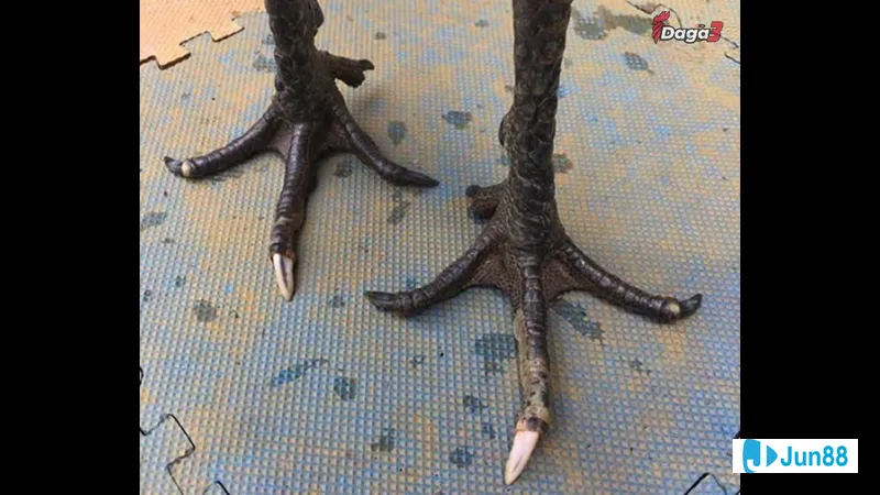 Gà hắc hổ đang được chăm sóc