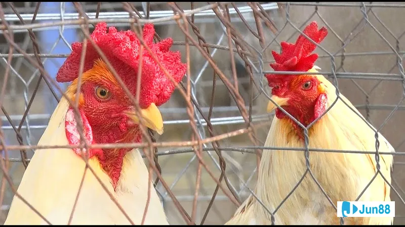 Gà mồng trà trong chuồng nuôi