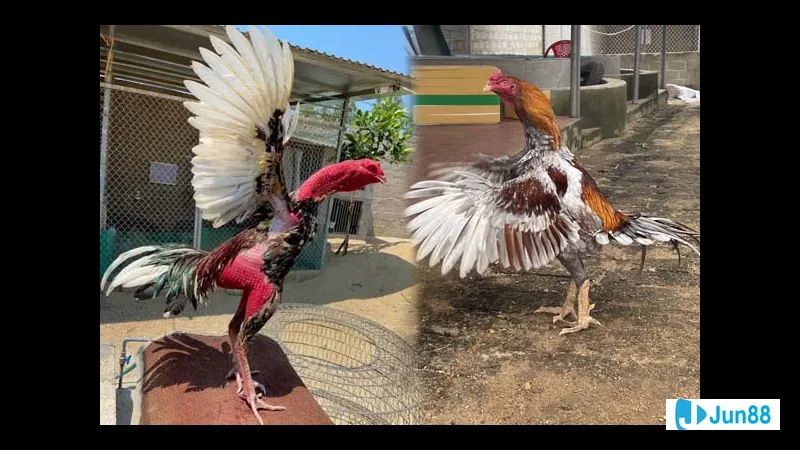 Gà chọi trong quá trình nuôi dưỡng