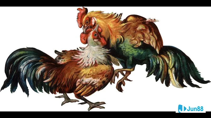 Chọn gà đá hàng xáo chất lượng Chọn gà đá hàng xáo chất lượng