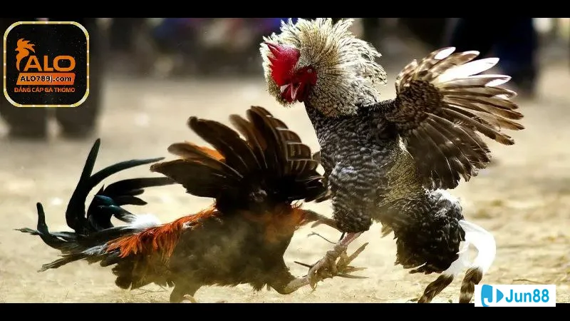 Kinh nghiệm đá gà hàng xáo Kinh nghiệm đá gà hàng xáo