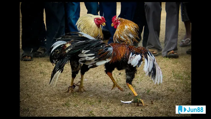Gà đá được kiểm tra sức khỏe Gà đá được kiểm tra sức khỏe