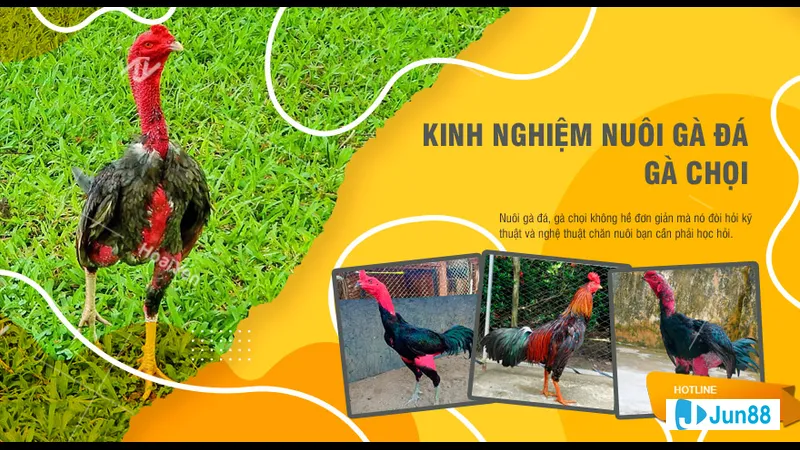 Kỹ thuật luyện tập khi nuôi gà đá Kỹ thuật luyện tập khi nuôi gà đá