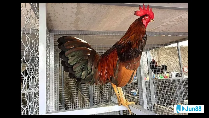 Người mặc áo sơ mi trắng