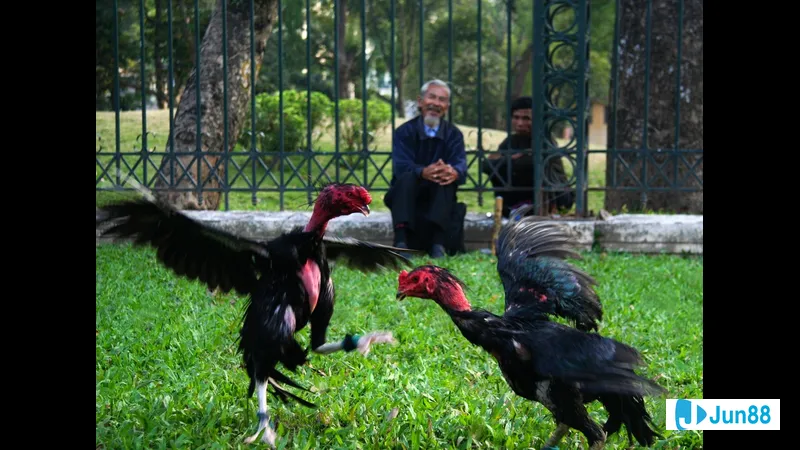 Minh họa cho Lối đá dọc trong bài