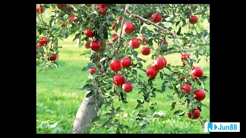 Quả dứa tươi mọng