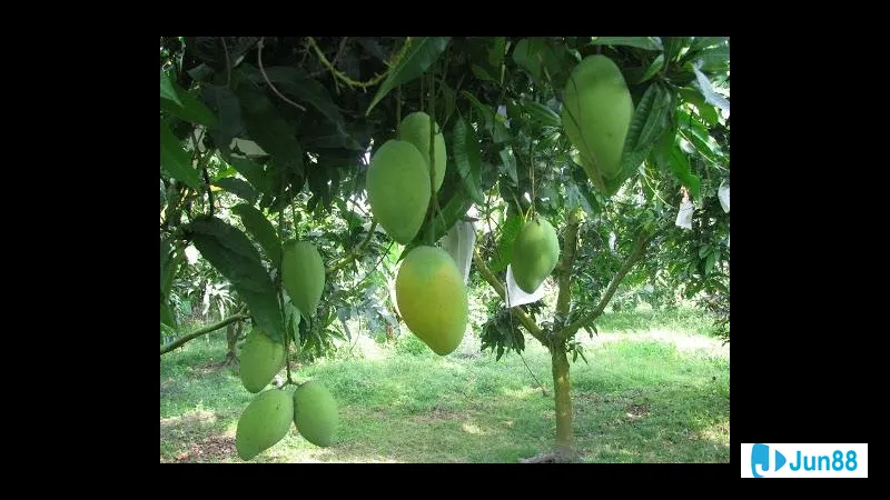 Con số may mắn liên quan đến mơ