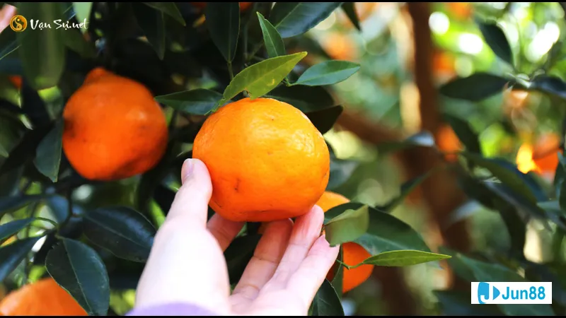 Trái cây mang ý nghĩa trong giấc mơ