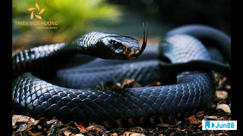 Các con số may mắn về giấc mơ