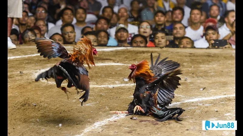 Nài gà chuyên nghiệp