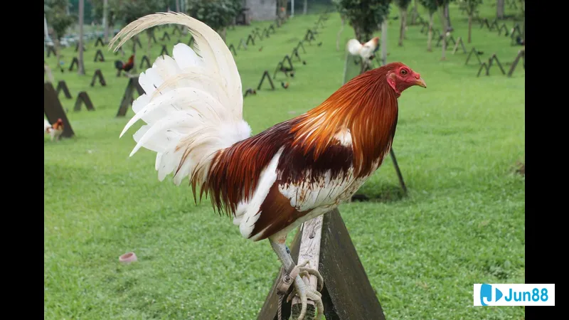 Gà chất lượng được chọn lọc