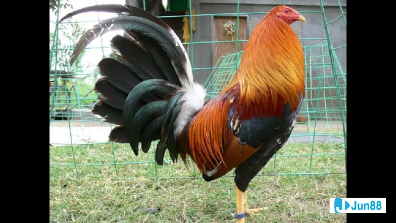 Đặc điểm của gà đá Mỹ cựa sắt