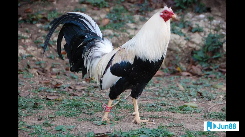 Đặc điểm ngoại hình của người