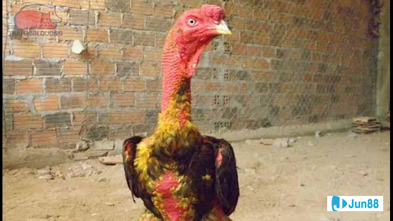 Gà đang được tắm sạch trong bước thứ